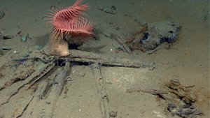 http://news.yahoo.com/photos/photo-provided-noaa-okeanos-explorer-program-shows-anemone-photo-230339055.html