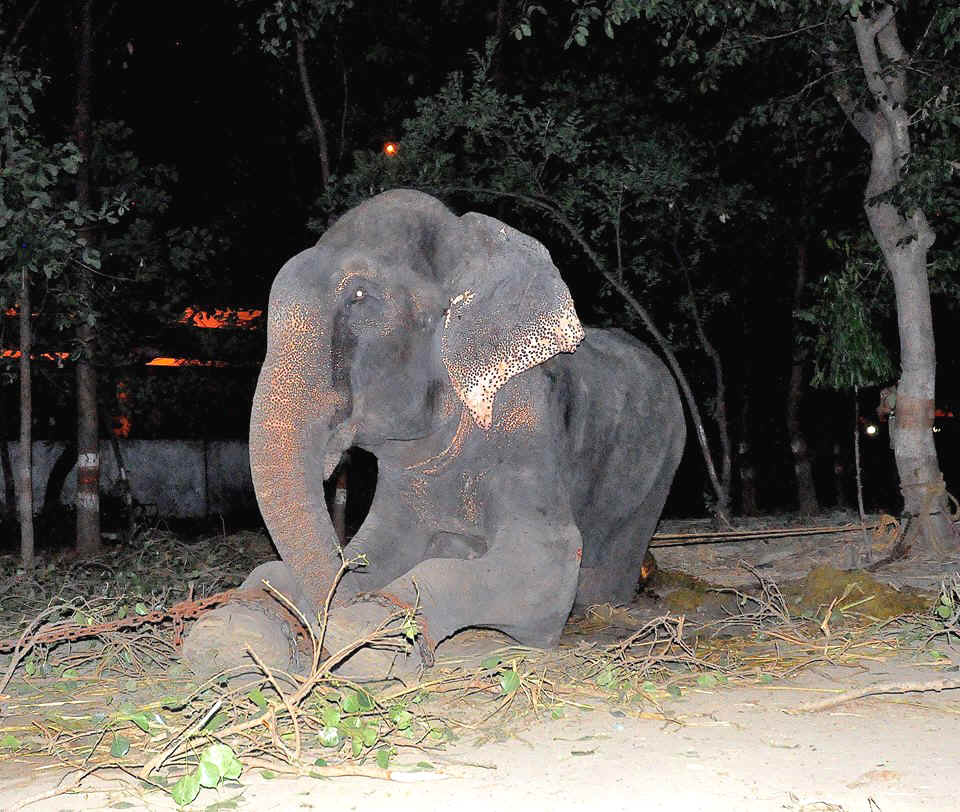 Abused elephant named Raju cried when he realized he was being rescued. Photo from Wildlife S.O.S. Facebook page