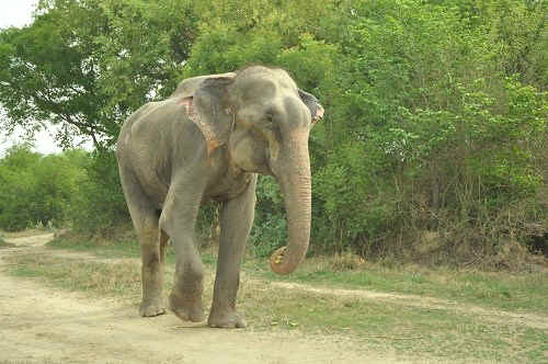 Raju elephant free wildlife S.O.S facebook