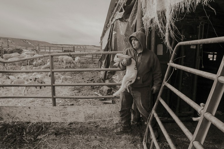 http://www.hcn.org/issues/48.19/why-we-dont-mention-my-great-grandfathers-name/shearing-lambing-c-3402_lg-jpg/@@images/ac7679e9-5bc5-4ec8-b66a-f0a13471b21f.jpeg