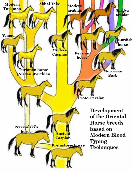 Development of the Oriental Horse breeds based on Modern Blood Typing Techniques. Persian horse, Akhal Teke, Barb horse, Turkmen horse, Caspian horse, Iomud horse, Kurdish horse.: 