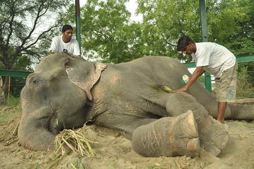 healing his wounds wildlife sos