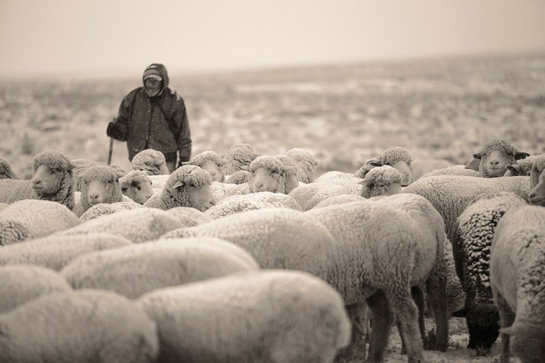 http://www.hcn.org/issues/48.19/why-we-dont-mention-my-great-grandfathers-name/shearing-mogote-herding-12301-jpg/@@images/faebf182-e996-4232-becf-6aafc3339e17.jpeg